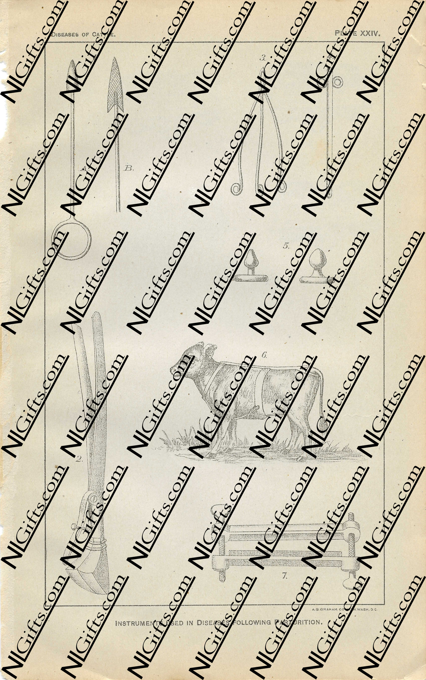 Images Digital Download - Diseases of Cattle 3P