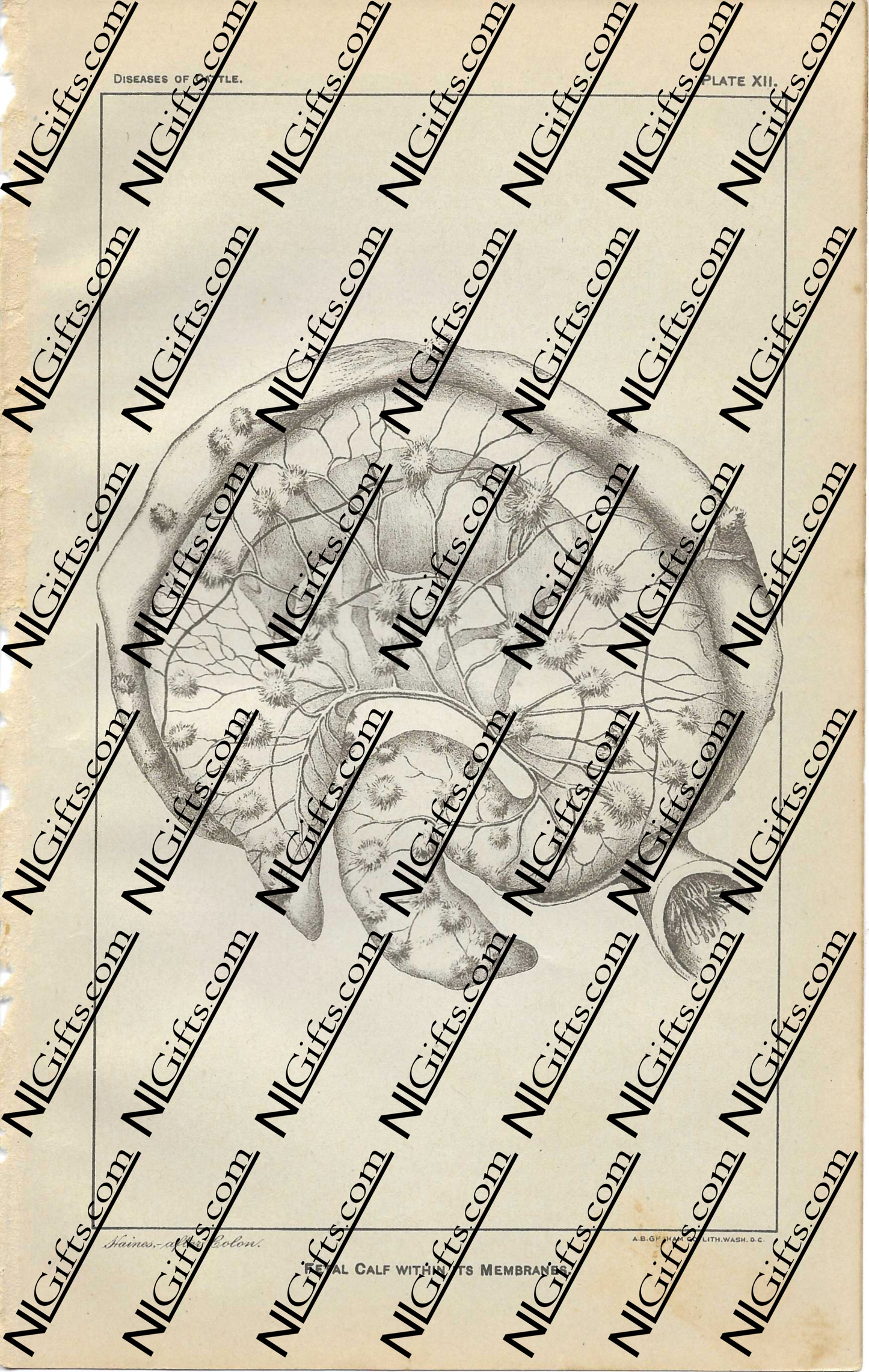 Images Digital Download - Diseases of Cattle 7P