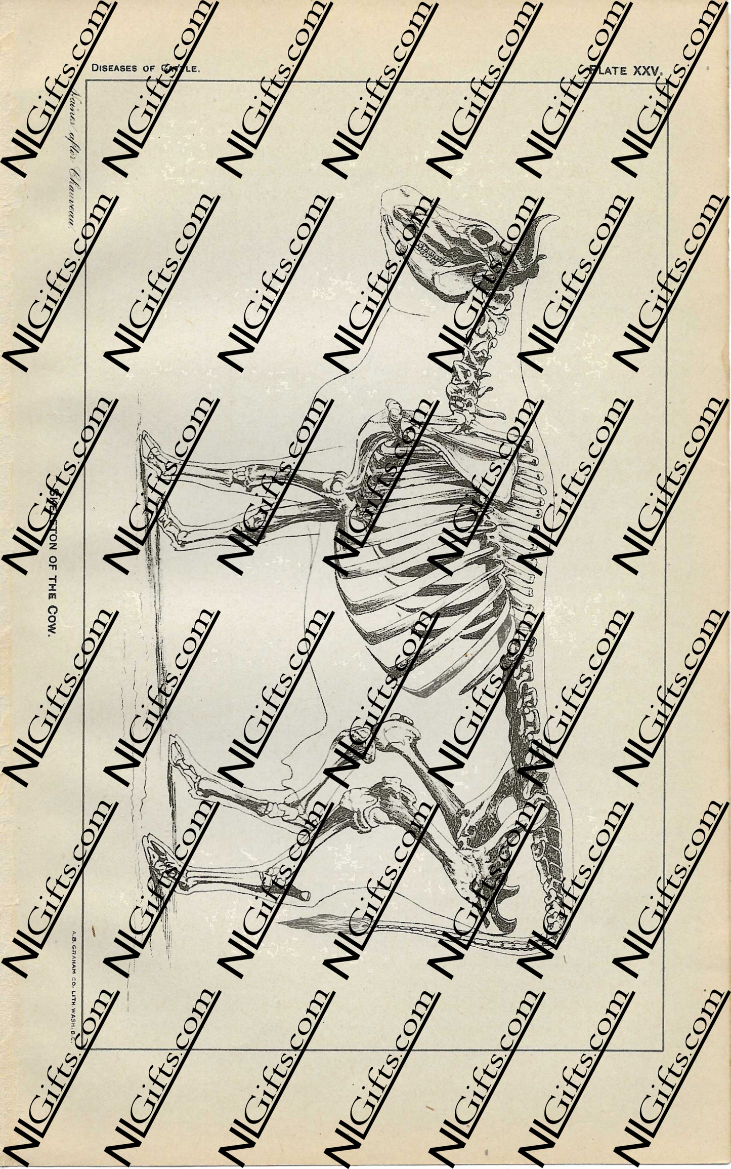 Images Digital Download - Diseases of Cattle 10P