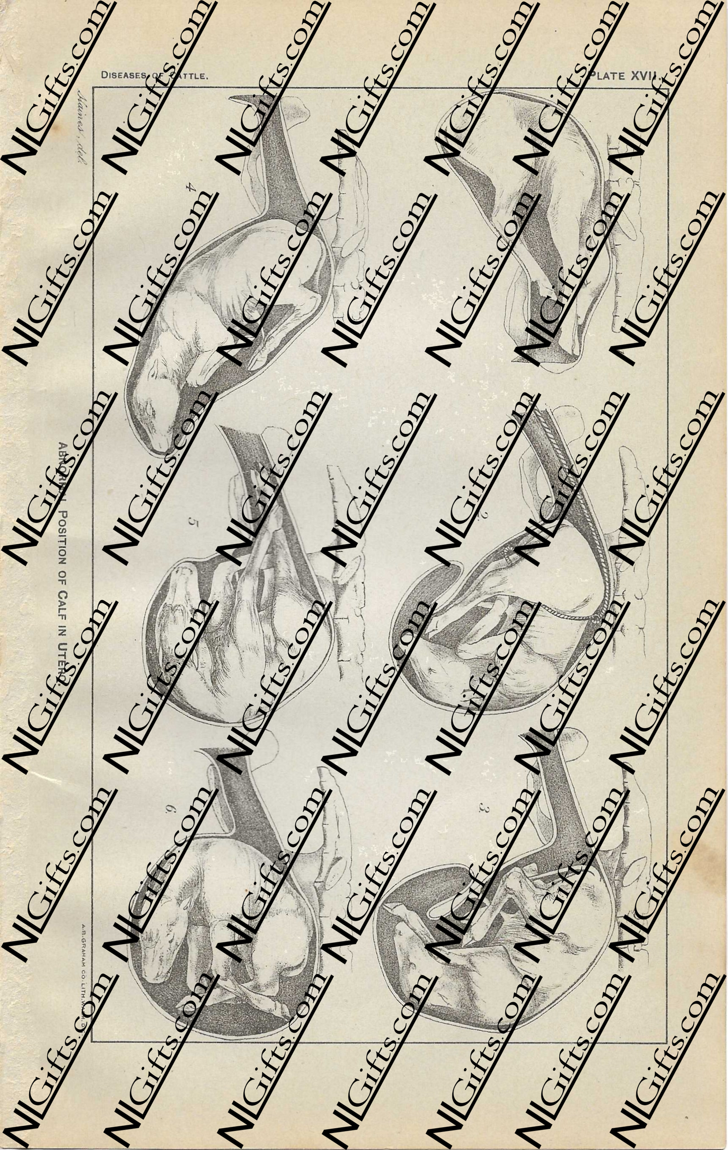 Images Digital Download - Diseases of Cattle 12P