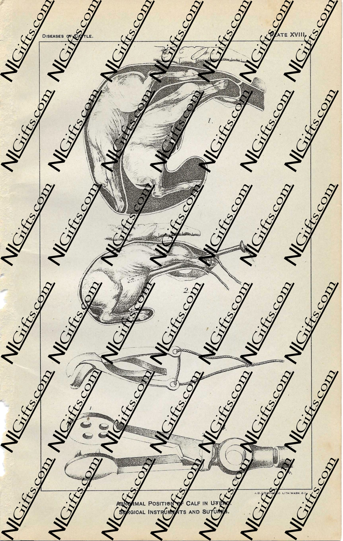 Images Digital Download - Diseases of Cattle 13P