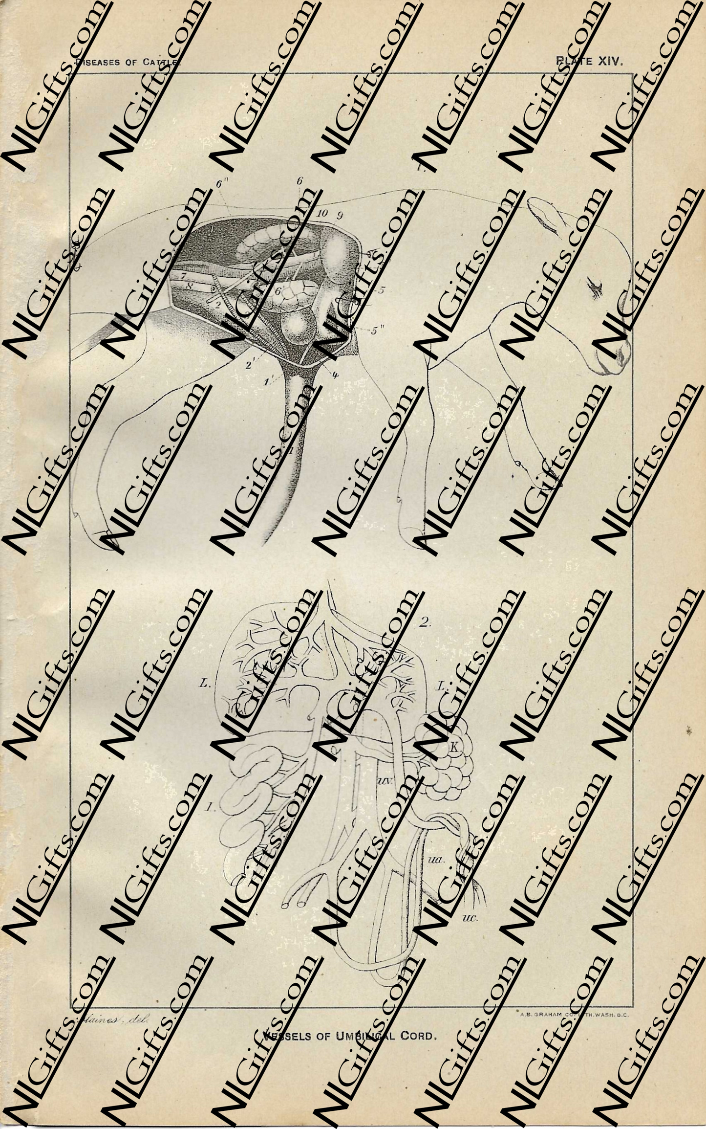 Images Digital Download - Diseases of Cattle 6P