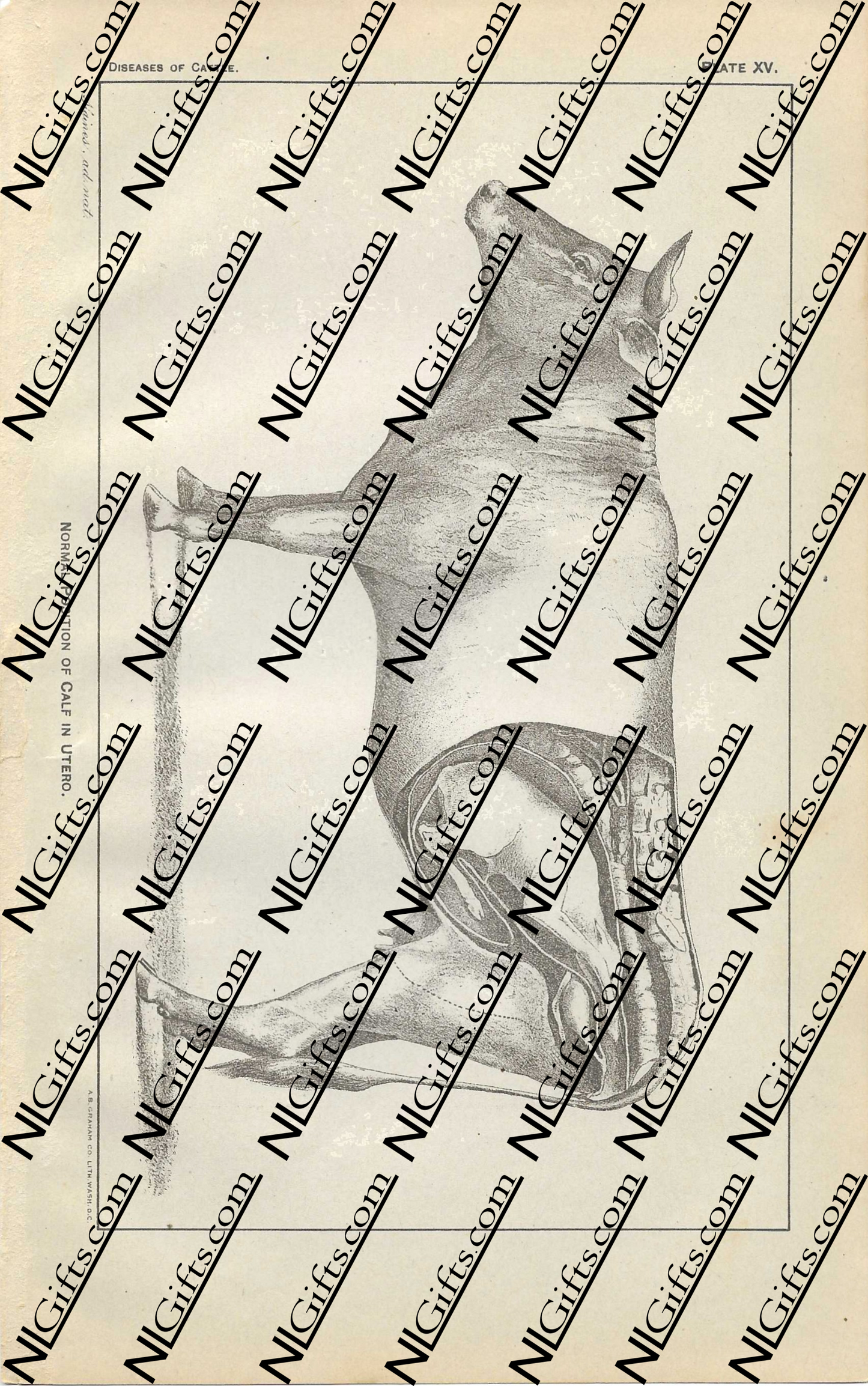 Images Digital Download - Diseases of Cattle 8P