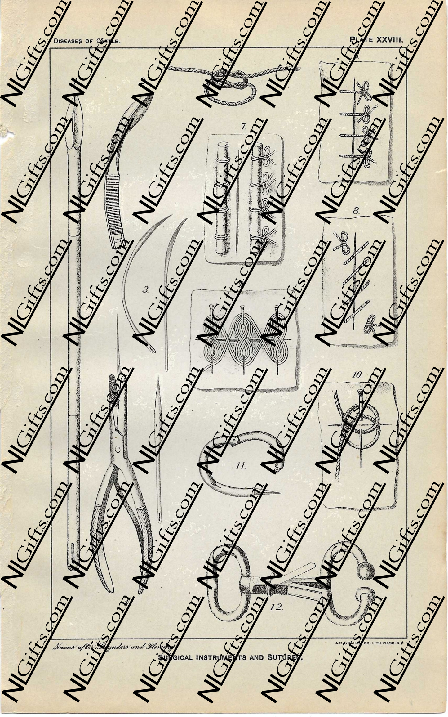 Images Digital Download - Diseases of Cattle 9P