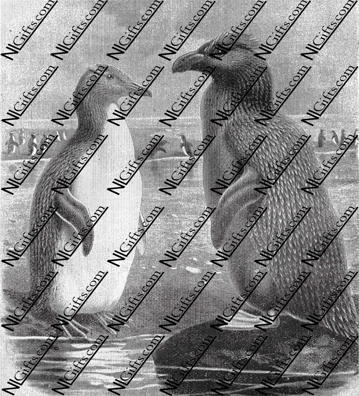 Images Digital Download - Nature in New Zealand 3B