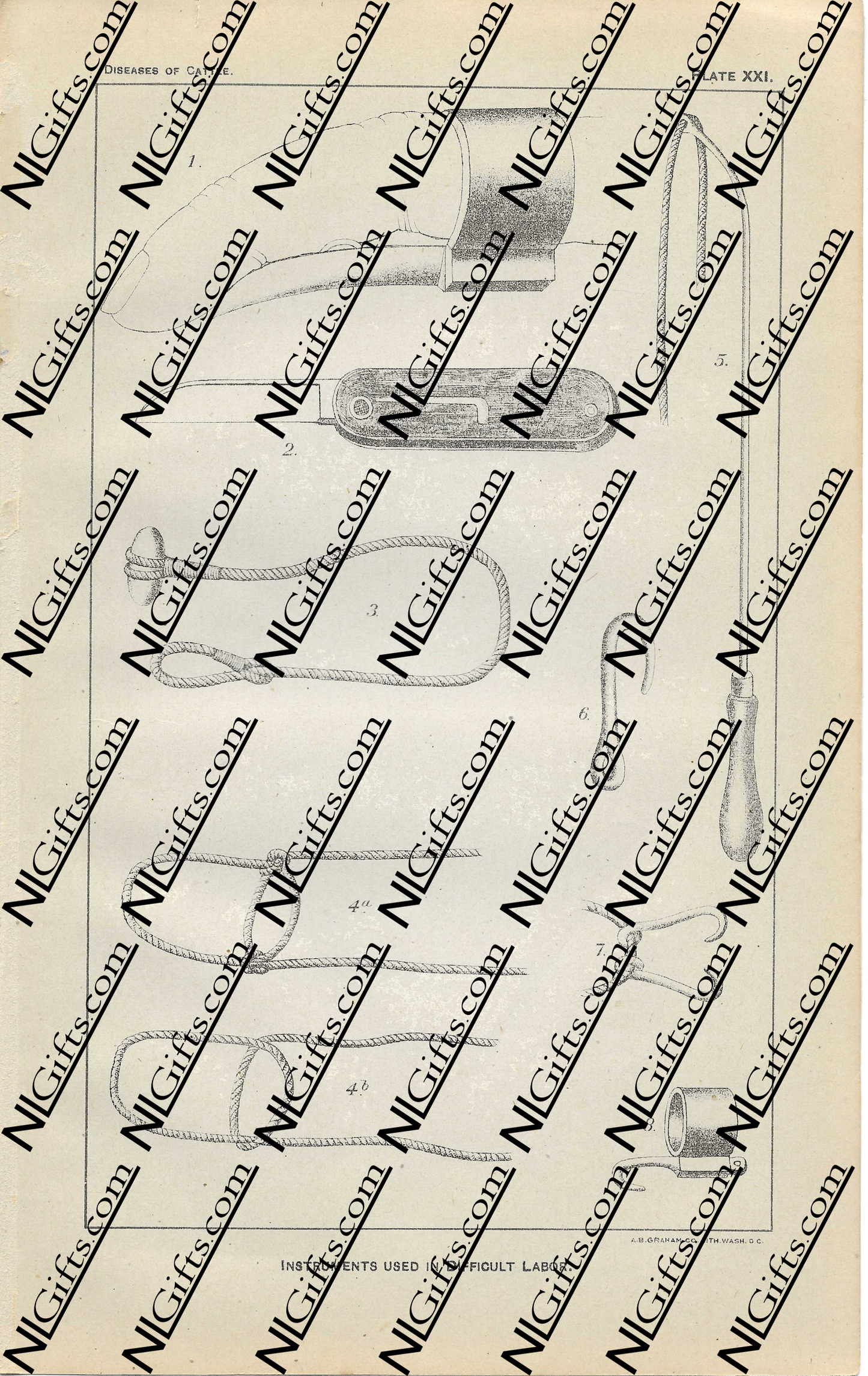 Images Digital Download - Diseases of Cattle 1P