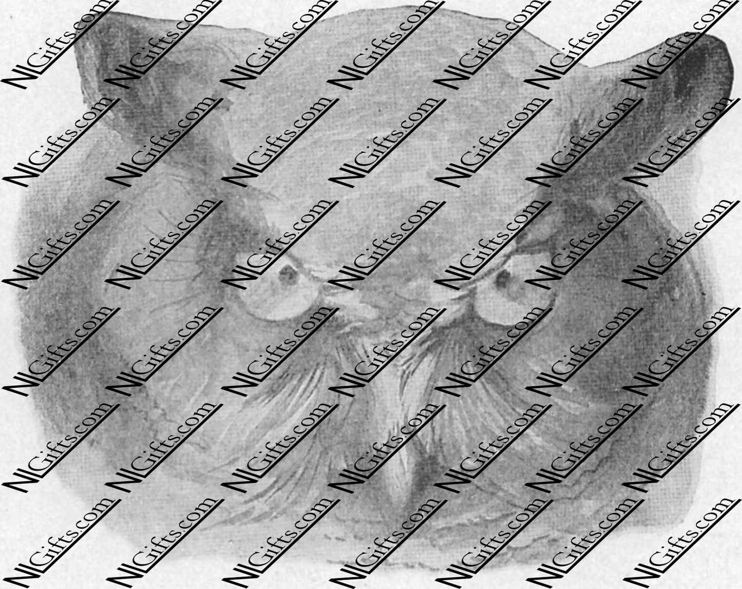 Images Digital Download - Wild Animals 2P