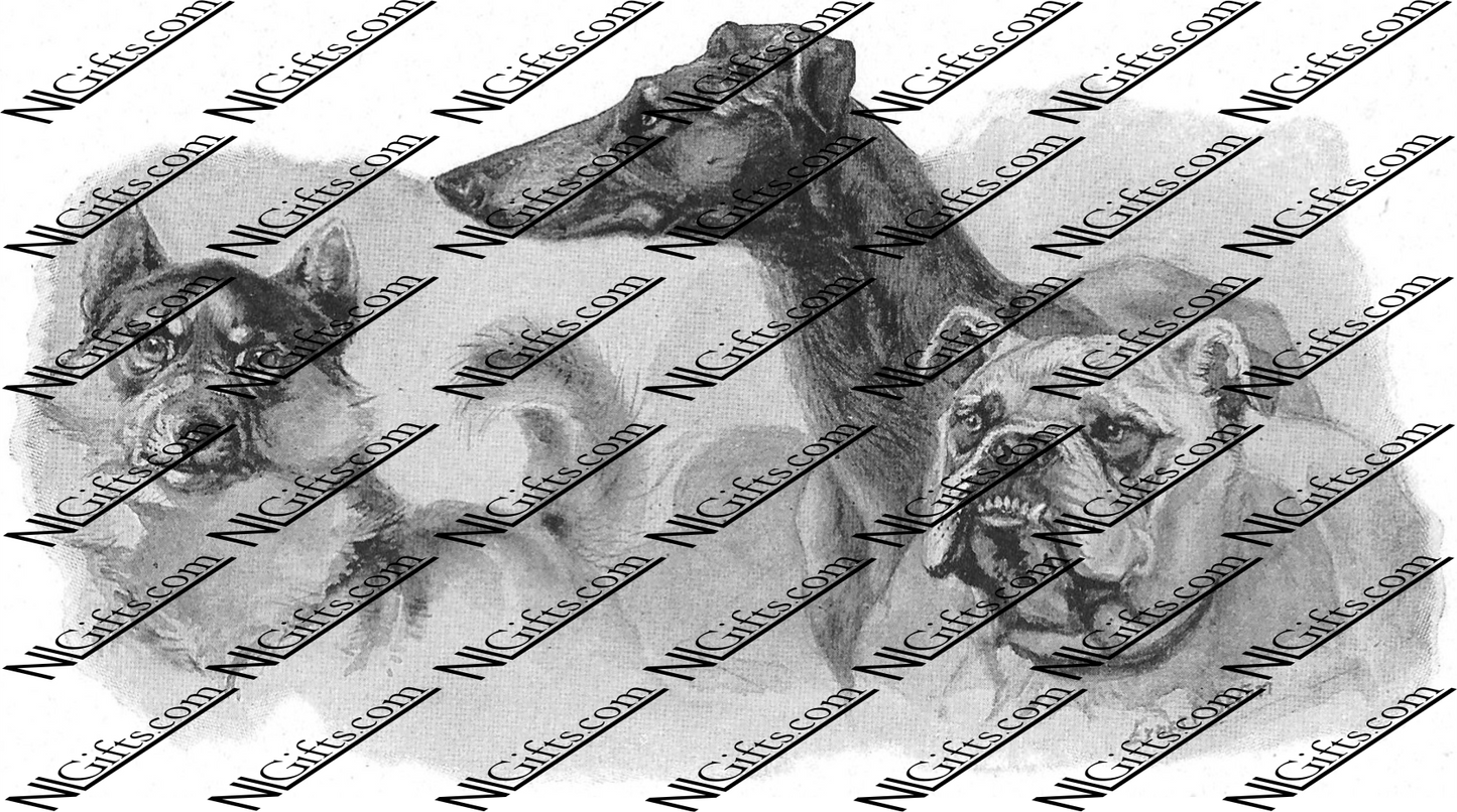 Images Digital Download - Wild Animals 4P