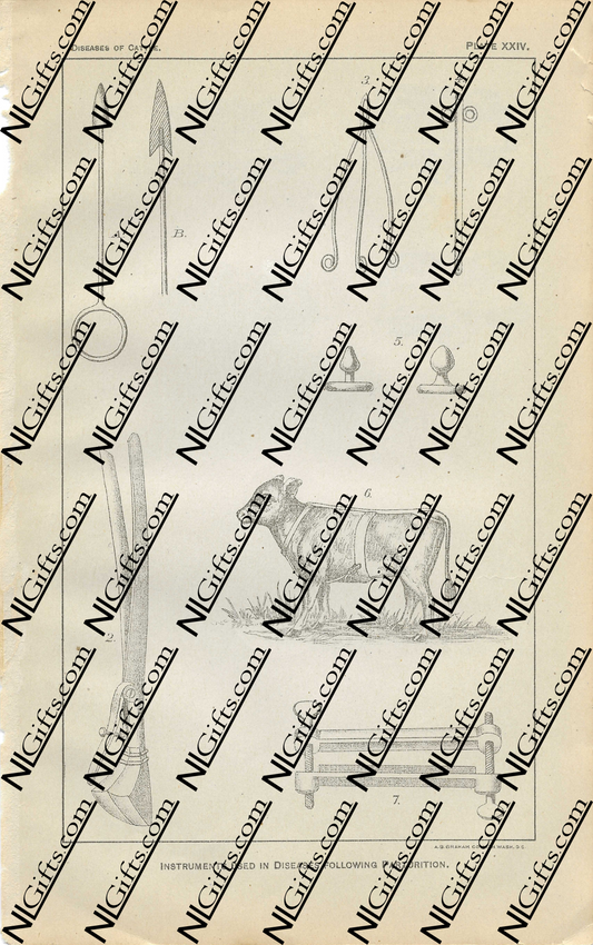 Images Digital Download - Diseases of Cattle 3P