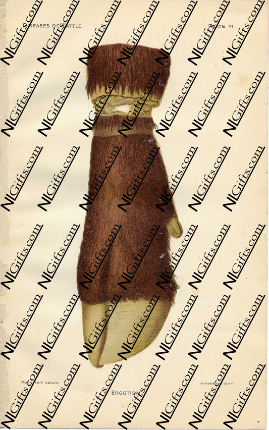 Images Digital Download - Diseases of Cattle 4P