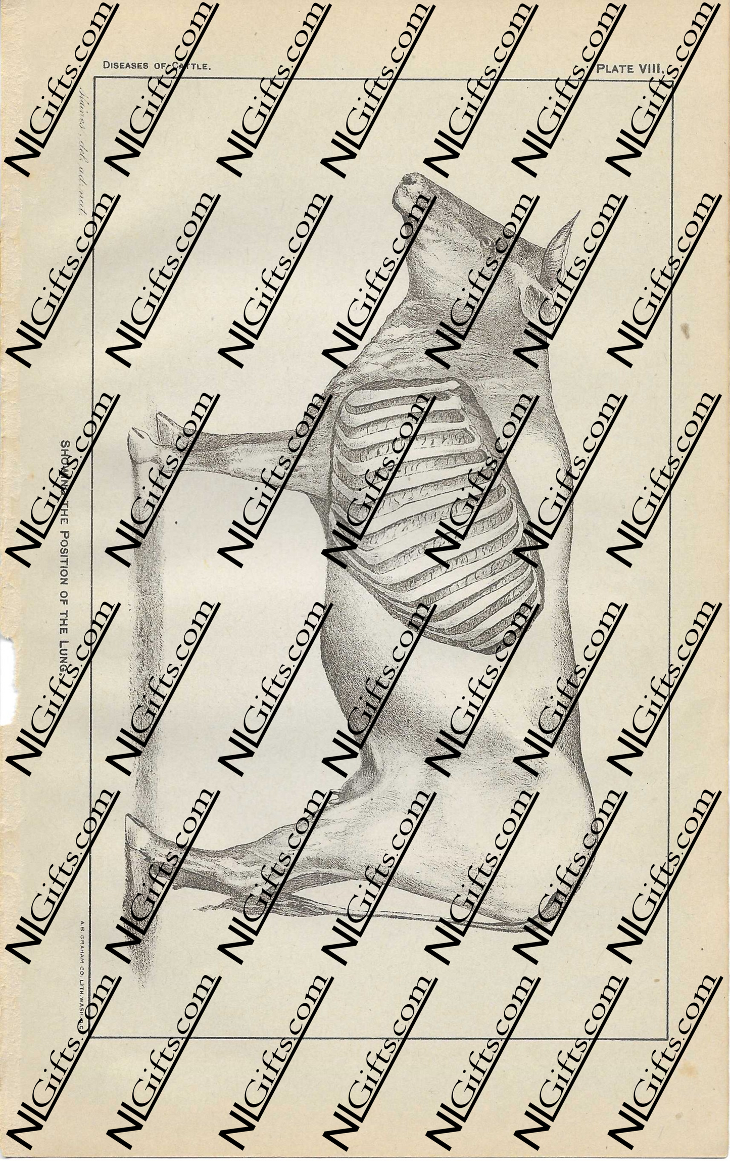 Images Digital Download - Diseases of Cattle 5P