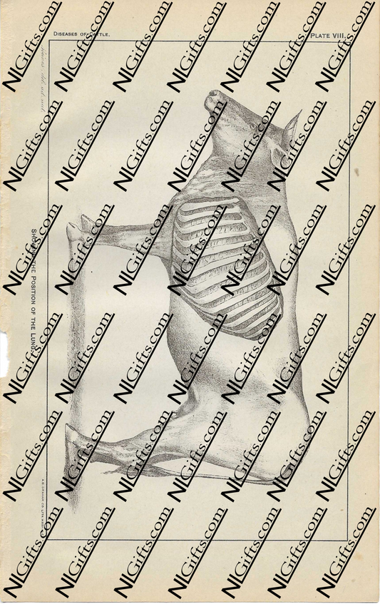 Images Digital Download - Diseases of Cattle 5P