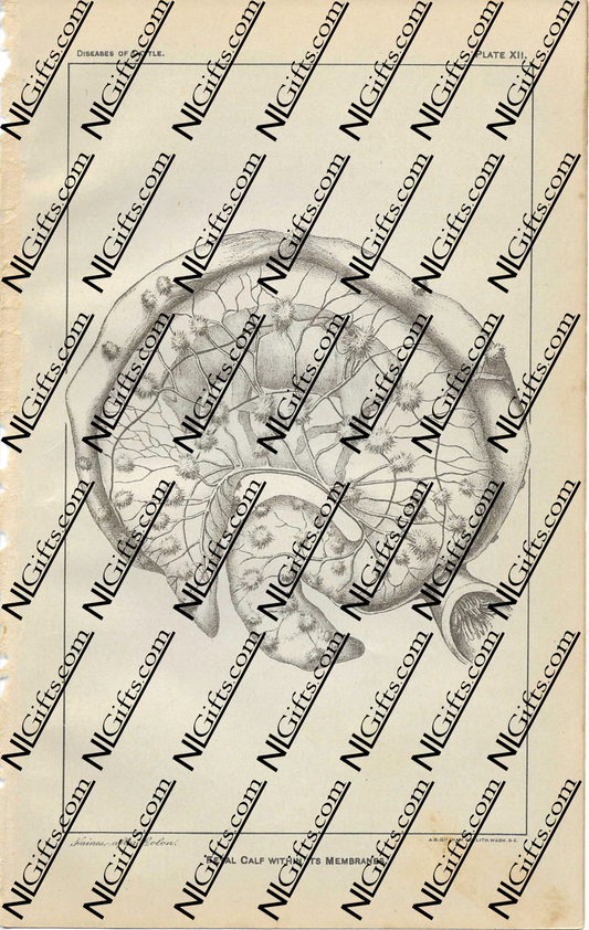 Images Digital Download - Diseases of Cattle 7P