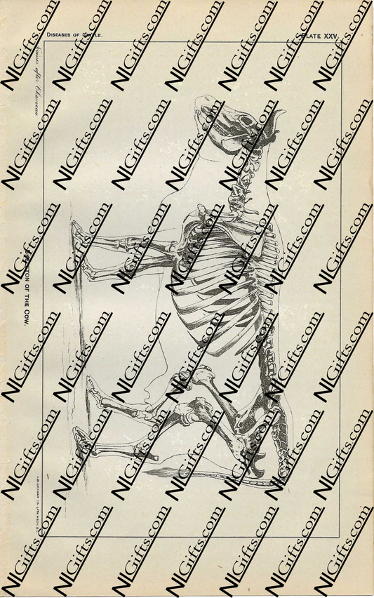 Images Digital Download - Diseases of Cattle 10P