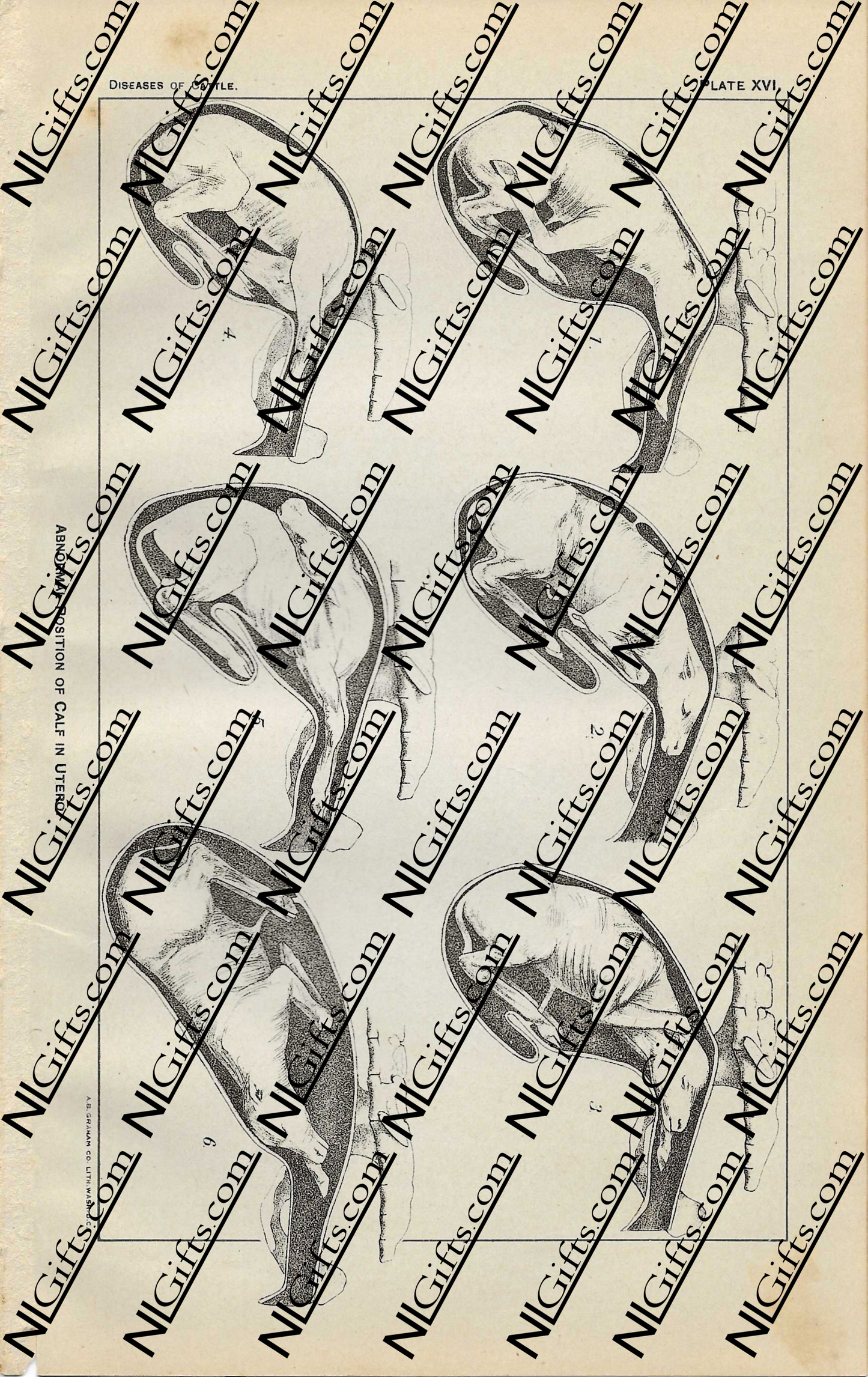 Images Digital Download - Diseases of Cattle 11P