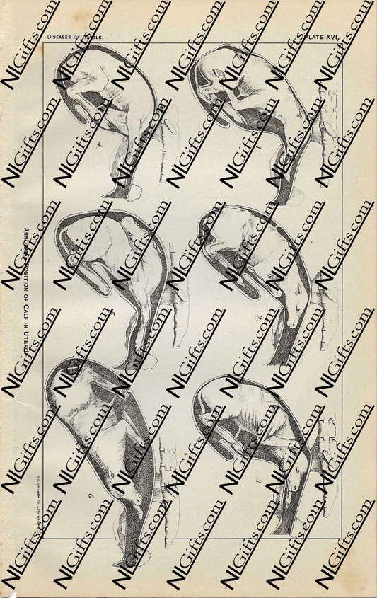 Images Digital Download - Diseases of Cattle 11P