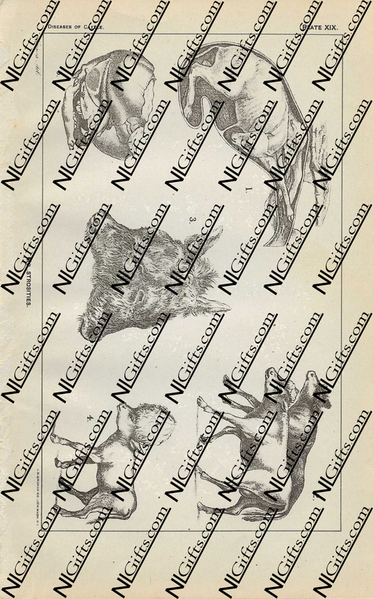 Images Digital Download - Diseases of Cattle 14P