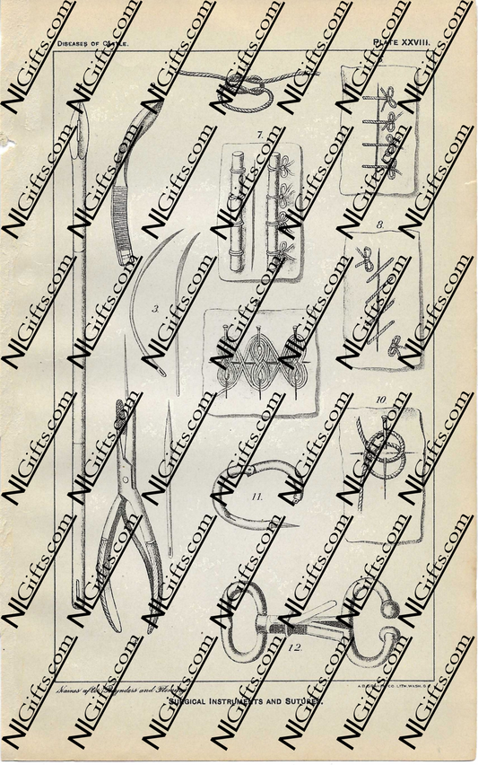 Images Digital Download - Diseases of Cattle 9P