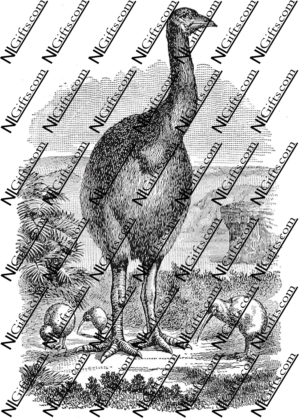 Images Digital Download - Nature in New Zealand 1B