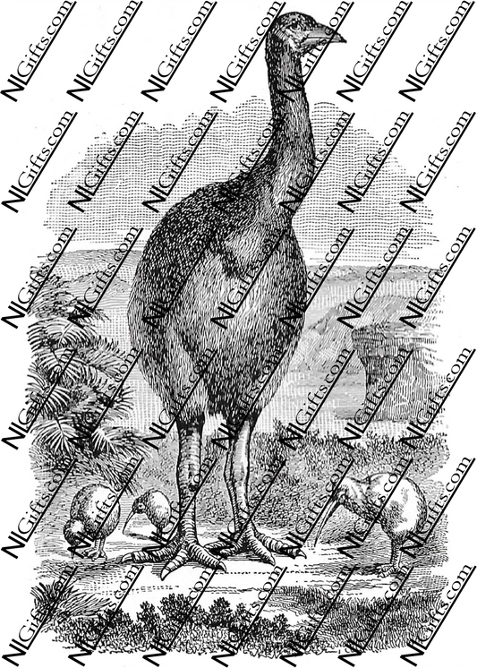 Images Digital Download - Nature in New Zealand 1B