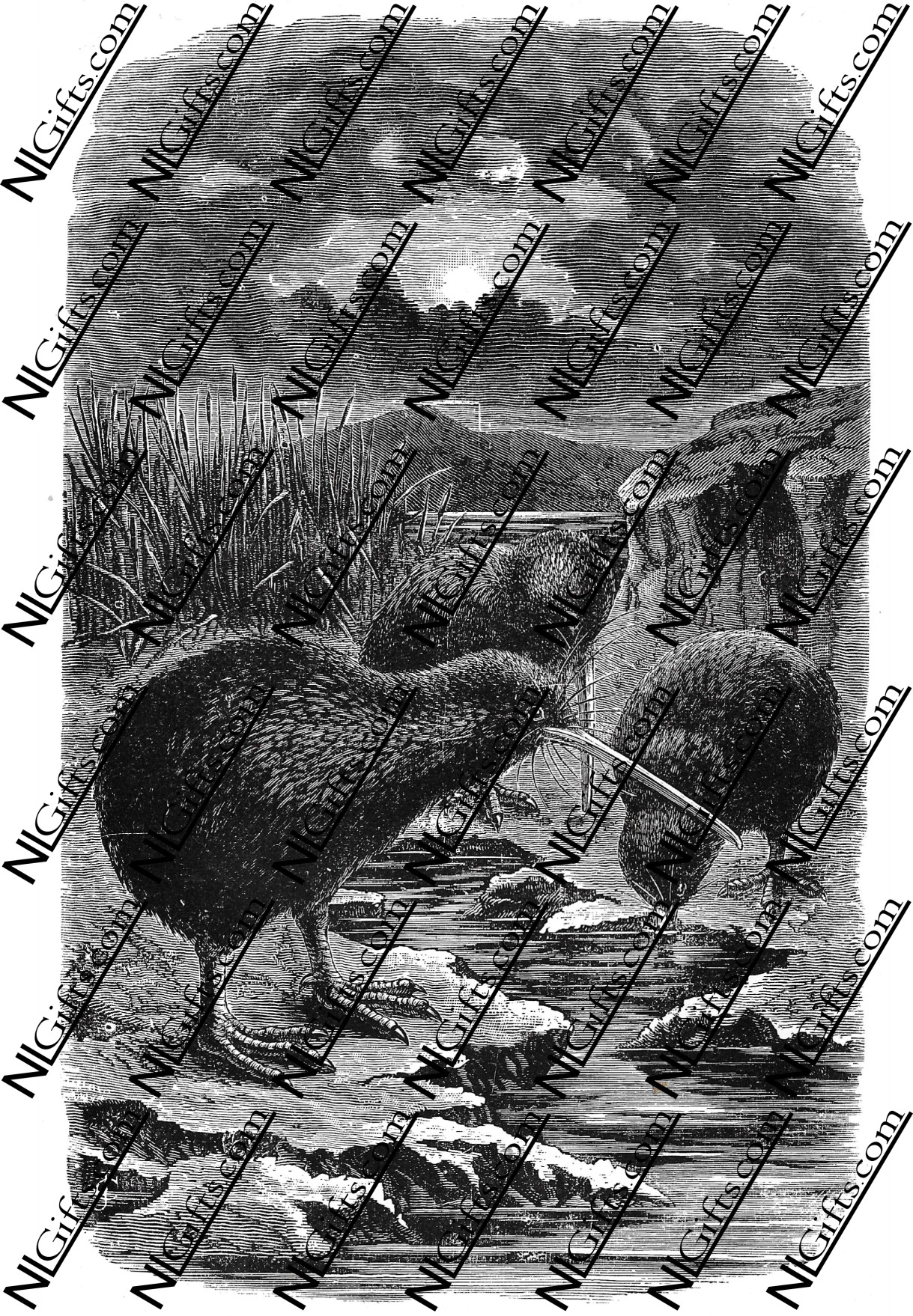 Images Digital Download - Nature in New Zealand 2B