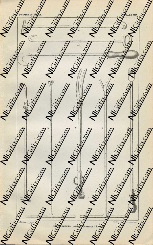 Images Digital Download - Diseases of Cattle 2P