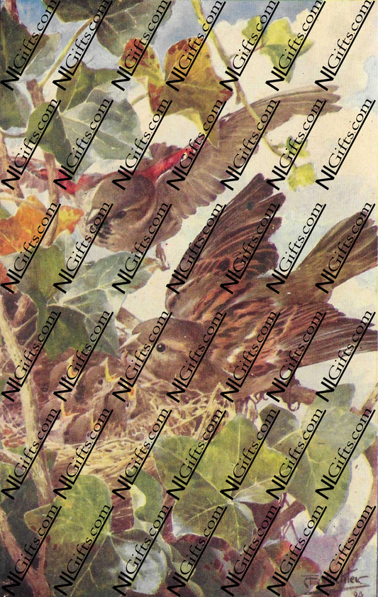 Images Digital Download - Natures Wonderland 4B